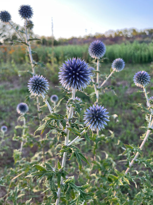 Globe Thistle