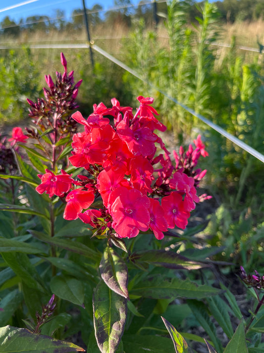 Phlox